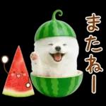 癒しポメラニアンの「夏」の毎日