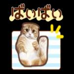 たれ耳ねこちゃん_見やすい！使いやすい♪