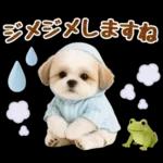 大人可愛いシーズーで梅雨の気づかい敬語