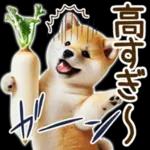 喜怒哀楽の激しい柴犬の野菜ダンス