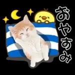 かわいい猫❤️大人かわいい夏❤️猫にゃん