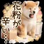 喜怒哀楽の激しい柴犬の野菜ダンス