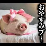 リアル☆メスブタ 3