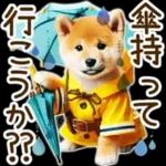 喜怒哀楽の激しい柴犬の野菜ダンス