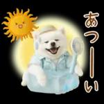 癒しポメラニアンの「夏」の毎日