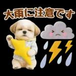 大人可愛いシーズーで梅雨の気づかい敬語