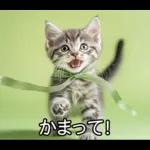 ENFPにゃんこスタンプ