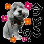 大人かわいい日常メッセージ?
