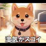 夏の天気をお知らせする柴犬【便利・日常】