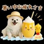 癒しポメラニアンの「夏」の毎日