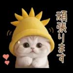 スコティッシュ猫 可愛い日常 太陽帽 敬語