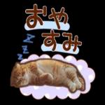 たれ耳ねこちゃん_見やすい！使いやすい♪
