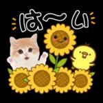 かわいい猫❤️大人かわいい夏❤️猫にゃん