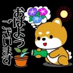 豆柴「夏を感じる」