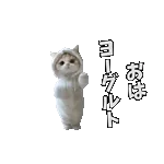 動く！踊るダジャレ猫ミーム！