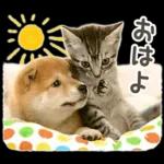 しばにゃんこスタンプ