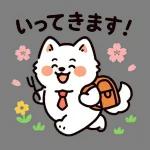 サモエドと一緒にぽかぽか春