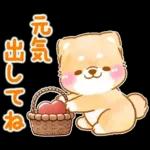 愛する人に感謝を送る❤️いやしばいぬ赤柴