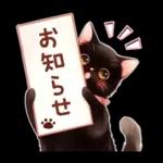 黒猫のつめあわせ♪