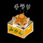 かわいい犬たち冬♡冬＆正月 柴犬