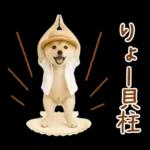 癒しポメラニアンの「夏」の毎日