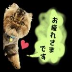 かわいいねこちゃん〜〜