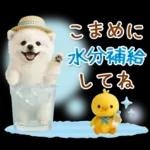 癒しポメラニアンの「夏」の毎日