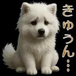 白いモフモフ～その名はサモエド！２
