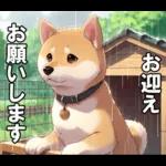 夏の天気をお知らせする柴犬【便利・日常】