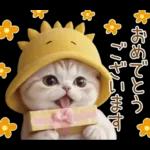 スコティッシュ猫 可愛い日常 太陽帽 敬語