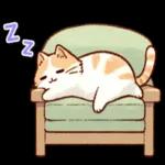 かわいい猫😺が来ますよ！