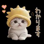 スコティッシュ猫 可愛い日常 太陽帽 敬語