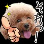 トイプーらっちゃんのなりきり編<日常言葉>