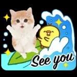 かわいい猫❤️大人かわいい夏❤️猫にゃん
