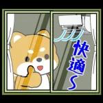 豆柴「夏を感じる」