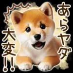 喜怒哀楽の激しい柴犬の野菜ダンス