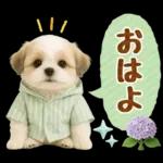 大人可愛いシーズーで梅雨の気づかい敬語