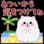 cute white Pomeranian summer 3