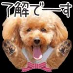 トイプードル🐩No. ⒉❣️