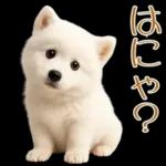 白いモフモフ～その名はサモエド！２