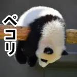 おすすめ！かわいいパンダチャン