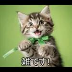 ENFPにゃんこスタンプ