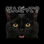 猫の顔がどーん！