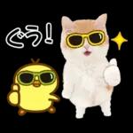 かわいい猫❤️大人かわいい夏❤️猫にゃん