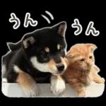 しばにゃんこスタンプ