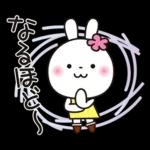 優しい2!!かわいい白うさぎ