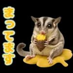 フクロモモンガ❤実りの秋は大豊作