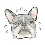 【動く】毎日使えるフレンチブルドッグ