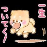 愛する人に感謝を送る❤️いやしばいぬ赤柴