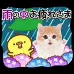 かわいい猫❤️大人かわいい夏❤️猫にゃん